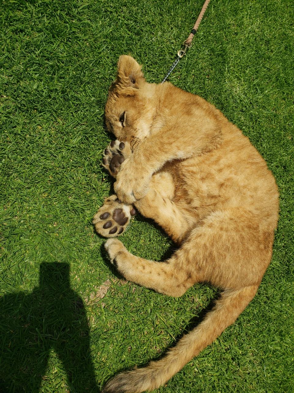 Atención a animales exóticos